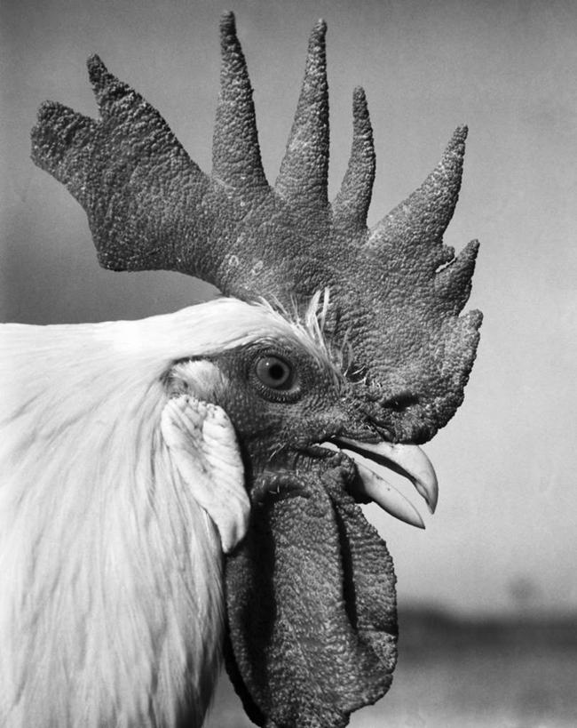 无人,竖图,黑白,室外,特写,白天,鸟类,摄影,牲畜,喙,公鸡