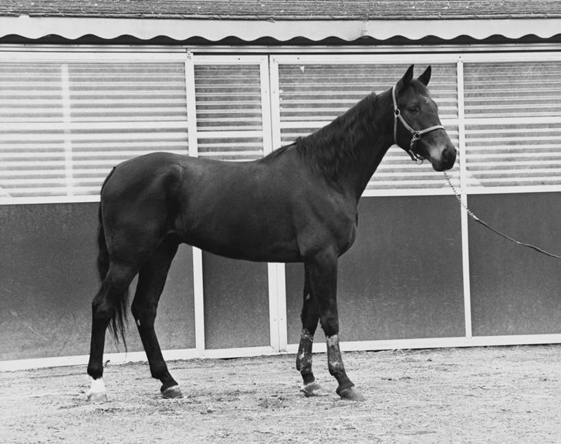 无人,横图,黑白,室外,白天,哺乳动物,马,野生动物,篱笆,动物,家畜,摄影,控制,缰绳,带领,步行