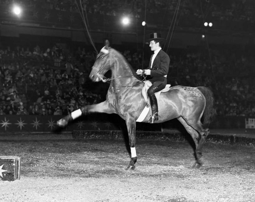 西方人,成年人,人群,教师,演员,观众,舞台,马戏团,横图,黑白,室内,残酷,哺乳动物,马,野生动物,帽子,欧洲,欧洲人,表演,骑马,许多人,表演者,骑,杂技,动物,一群人,平衡,摄影,巨大,庞大,照亮,事件,主题,群众,演出服,宏大,硕大,伟大,教员,驯兽师,技能,暴虐,残暴,惨酷,严酷,男人,白种人,老师,上装,杂伎,先生,服从