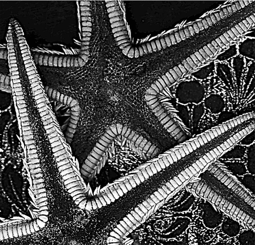 无人,横图,黑白,插画,抽象,蒙太奇,数码,科技,海星,阴影,网络,高光,几何,计算机图形,合成,图画,数码合成,画,电脑合成图,数码合成图,合成图,漫画,计算机制图,写实,具体,具象,想法