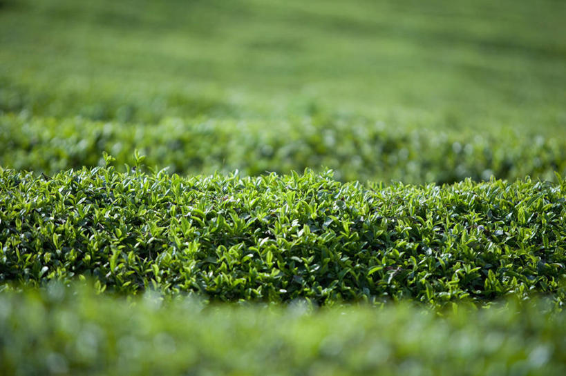 无人,横图,室外,特写,白天,正面,幸福,美景,茶,叶子,阴影,朦胧,模糊,光线,影子,景观,绿茶,茶叶,绿叶,娱乐,茶园,阳光,自然,享受,休闲,温馨,嫩叶,景色,放松,乐趣,提神,舒适,自然风光,醒脑,茶场,叶,叶片,彩图,不发酵茶,苦茗