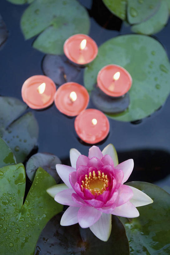 无人,竖图,俯视,室外,白天,纯洁,美景,植物,莲花,蜡烛,叶子,阴影,盛开,光线,火焰,影子,烛光,池塘,景观,水池,荷叶,浮萍,燃烧,花蕾,花,花瓣,花朵,鲜花,一朵,粉色,绿色,倒影,自然,花苞,花蕊,点燃,景色,生长,成长,倒映,富贵,神圣,自然风光,水生植物,纯净,莲叶,六月花神,正直,反照,鞭蕖,鞭蓉,芙蕖,菡萏,荷花,六月春,藕花,水旦,水芙蓉,水华,水芸,溪客,叶,叶片,彩图,高角度拍摄,青萍