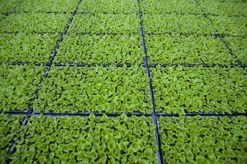 无人,横图,俯视,室内,白天,植物,叶子,阴影,生气,反射,影子,绿叶,幼苗,盒子,绿色,自然,包装盒,容器,嫩芽,嫩叶,活力,朝气,生长,成长,生机,希望,储藏,储存,塑料盒,新苗,叶,叶片,彩图,高角度拍摄,贮存