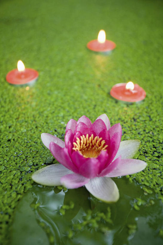 无人,竖图,俯视,室外,白天,水,植物,睡莲,蜡烛,阴影,朦胧,模糊,漂浮,反射,光线,火焰,液体,影子,烛光,燃烧,自来水,一朵,绿色,自然,点燃,生长,成长,纯真,妖艳,水芹花,抒情,洁净,水洋花,小莲花,子午莲,彩图,高角度拍摄