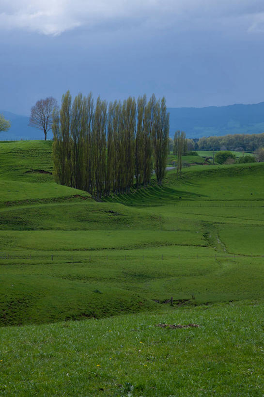 无人,农场,竖图,室外,白天,正面,旅游,度假,畜牧业,牧场,草地,草坪,美景,植物,阴影,光线,影子,景观,云,云朵,云彩,娱乐,草,树,树木,蓝色,绿色,白云,蓝天,天空,阳光,自然,天,享受,休闲,景色,放松,生长,晴朗,成长,杨树,自然风光,畜牧,银白杨,牧业,晴空,彩图