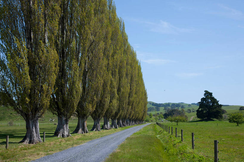 无人,农田,栏杆,横图,室外,白天,正面,消失点,旅游,度假,庄稼,农作物,草地,草坪,美景,植物,道路,路,一排,阴影,整齐,光线,影子,景观,云,云朵,围栏,小路,交通,云彩,娱乐,护栏,草,树,树木,排列,蓝色,绿色,白云,蓝天,天空,阳光,自然,天,享受,休闲,景色,放松,生长,晴朗,成长,杨树,队列,自然风光,银白杨,晴空,彩图,没影点,灭点,耕地,庄稼田