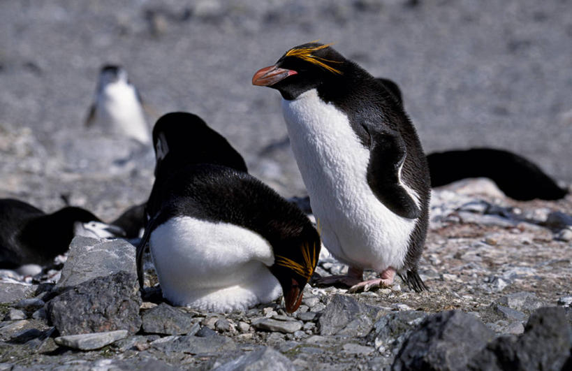 无人,横图,哺乳动物,海鸟,海鸥,鸟,野生动物,鸟类,自然,动物,摄影,考古学,南极洲,南设得兰群岛,彩图