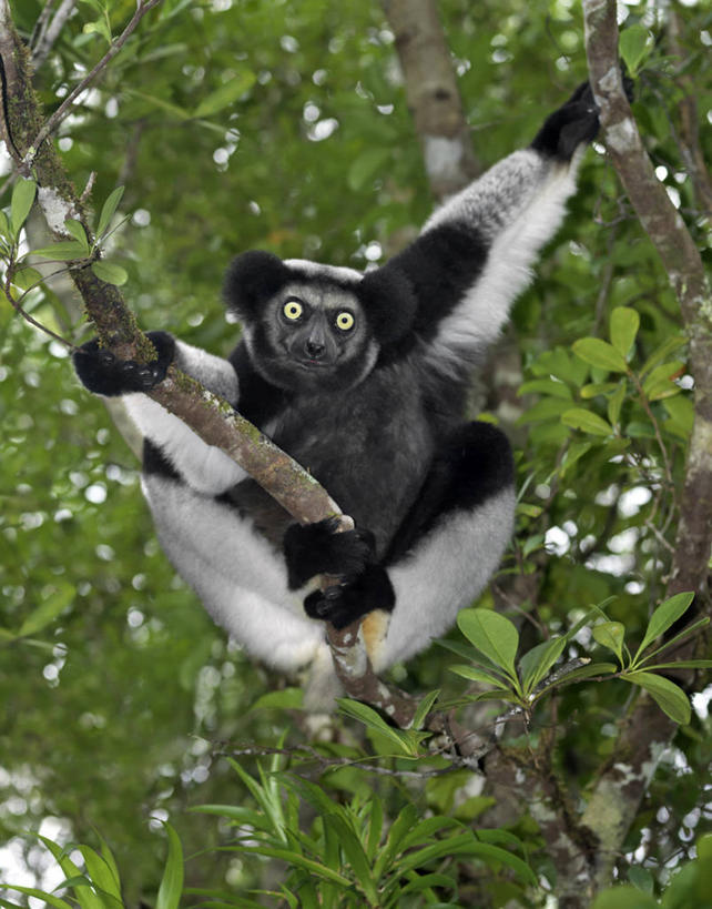 无人,竖图,黑白,室外,森林,哺乳动物,猴,野生动物,猴子,非洲,马达加斯加,自然,动物,可爱,摄影,活泼,考古学,国家公园,狐猴,灵长目,阿非利加洲,野生动物保护区,马达加斯加共和国,自然保护区,濒危物种,大狐猴,原狐猴,彩图,雨林