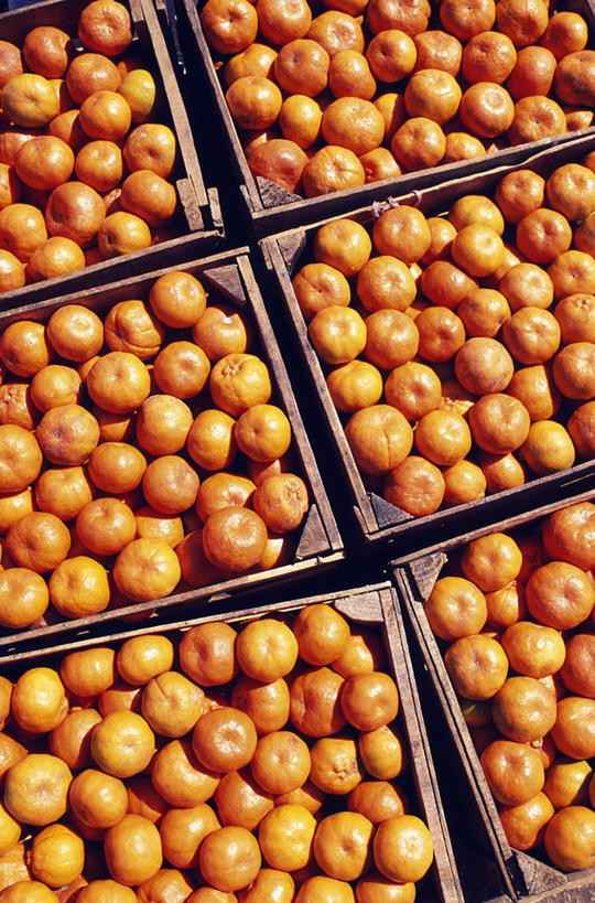 无人,商店,菜场,竖图,彩色,购物,消费,农业,柑橘,水果,墨西哥,新鲜,生食,食品,果实,集市,市场,货摊,商铺,食物,容器,橙色,金融,摄影,有机食品,绿色食品,五颜六色,色彩斑斓,中美洲,拉丁美洲,清新,五彩缤纷,选购,贸易,水果店,柑橘属,尤卡坦州,板条箱,五彩斑斓,市肆,商号,五光十色,菜市,柑桔,橘子,桔子,彩图,菜市场,店铺,大红蜜橘,大红袍,红橘,黄橘,宽皮橘