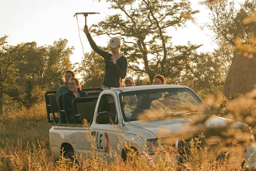 横图,旅游,度假,野生动物,狮子,非洲,南非,行人,游客,游人,学习,研究,路人,旅客,自然,动物,摄影,观看,知识,四驱车,志愿者,进化,过客,彩图,旅行