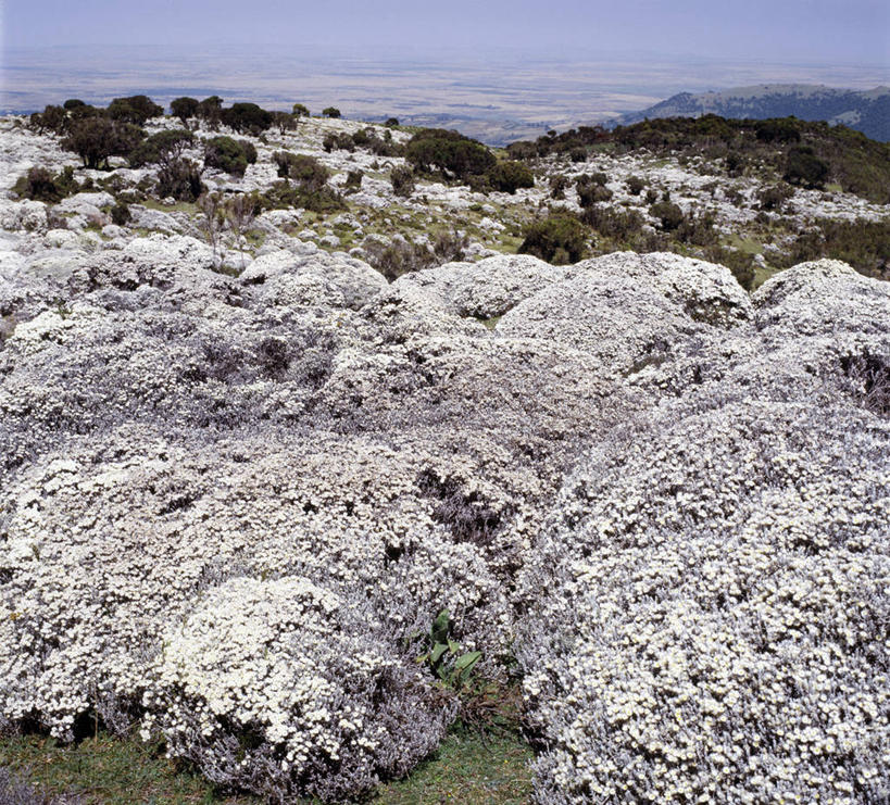 无人,横图,室外,山,植物,非洲,埃塞俄比亚,高原,花,花瓣,花朵,白色,摄影,彩图