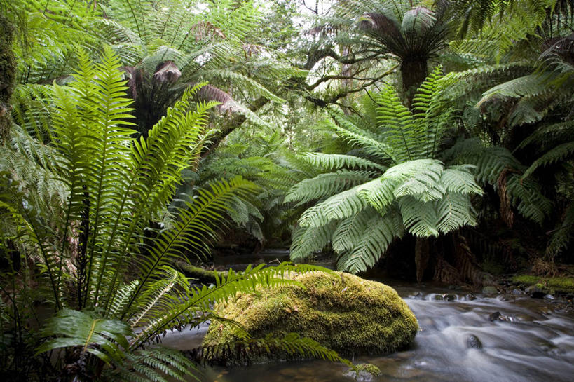 无人,横图,室外,瀑布,森林,水,澳大利亚,自然,摄影,环境,国家公园,塔斯马尼亚,纯净,彩图