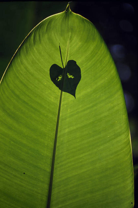无人,横图,室外,夜晚,水,睡莲,叶子,加勒比海,巴巴多斯,岛,花,花瓣,大西洋,摄影,西印度群岛,彩图