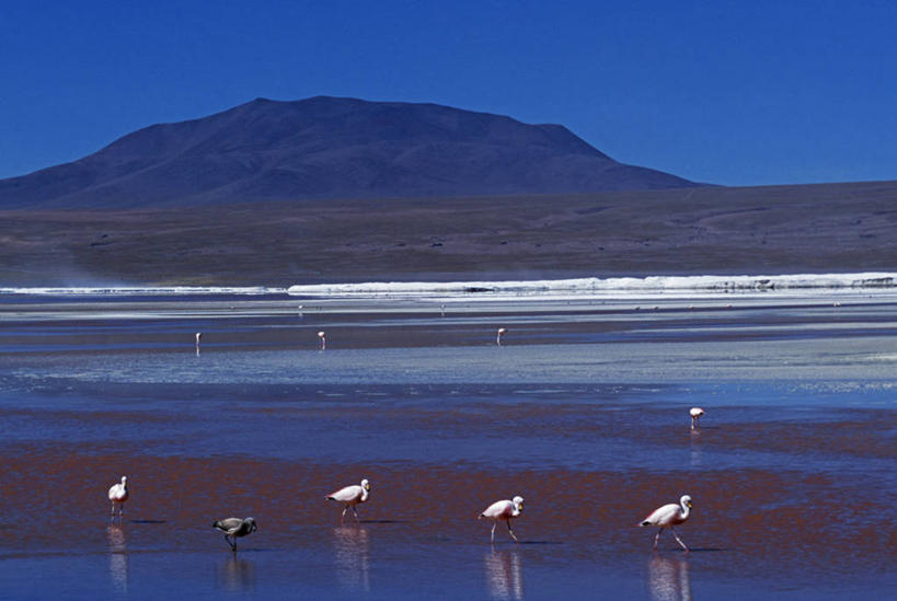 无人,横图,室外,山,雪,雪山,玻利维亚,地形,巨石,蓝色,天空,平原,露头,南美,摄影,拉丁美洲,干的,自然保护区,安地斯山脉,地质学,岩石,彩图