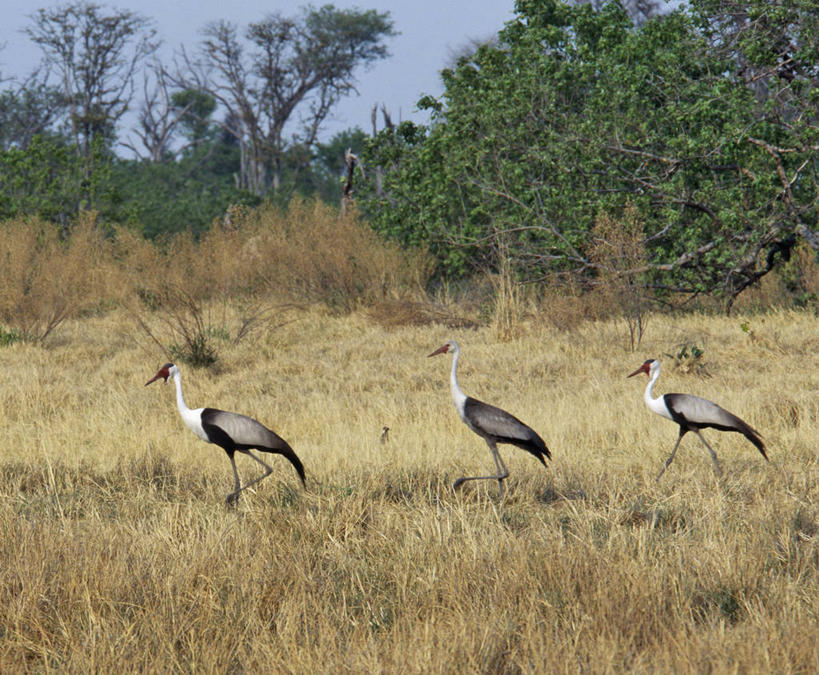 无人,横图,室外,哺乳动物,野生动物,羽毛,非洲,博茨瓦纳,鸟类,自然,动物,摄影,考古学,奥卡万戈三角洲,自然保护区,莫瑞米野生动物保护区,彩图