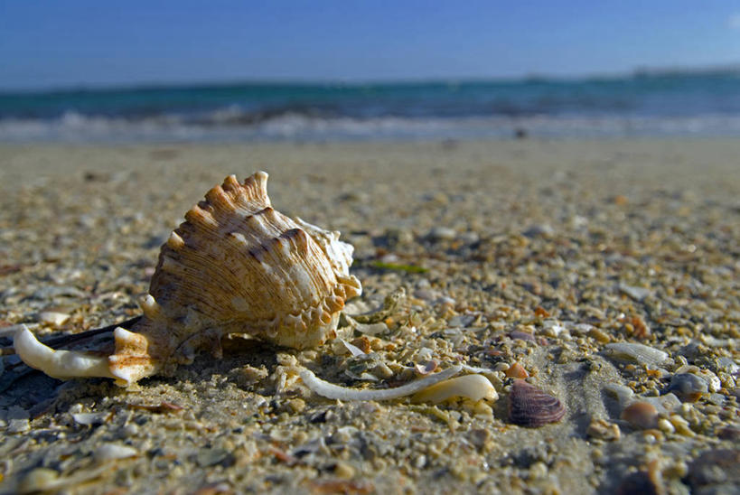 无人,横图,室外,旅游,度假,水,贝壳,沙子,地形,热,娱乐,风景,享受,休闲,放松,摄影,热带气候,华贵,东非,桑吉巴尔,奔巴岛,海滩,休闲活动,彩图,旅行,红树林