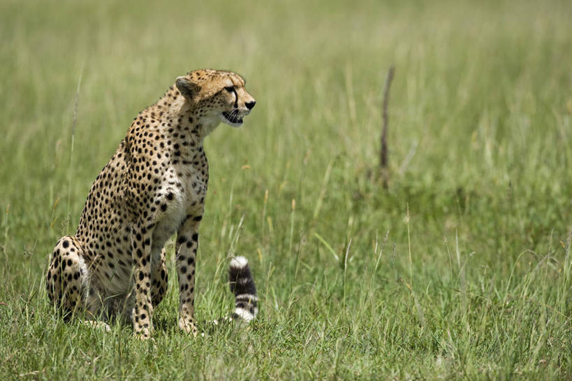 无人,横图,哺乳动物,长颈鹿,野生动物,非洲,肯尼亚,动物,平原,摄影,考古学,彩图,旅行,马赛马拉国家保护区