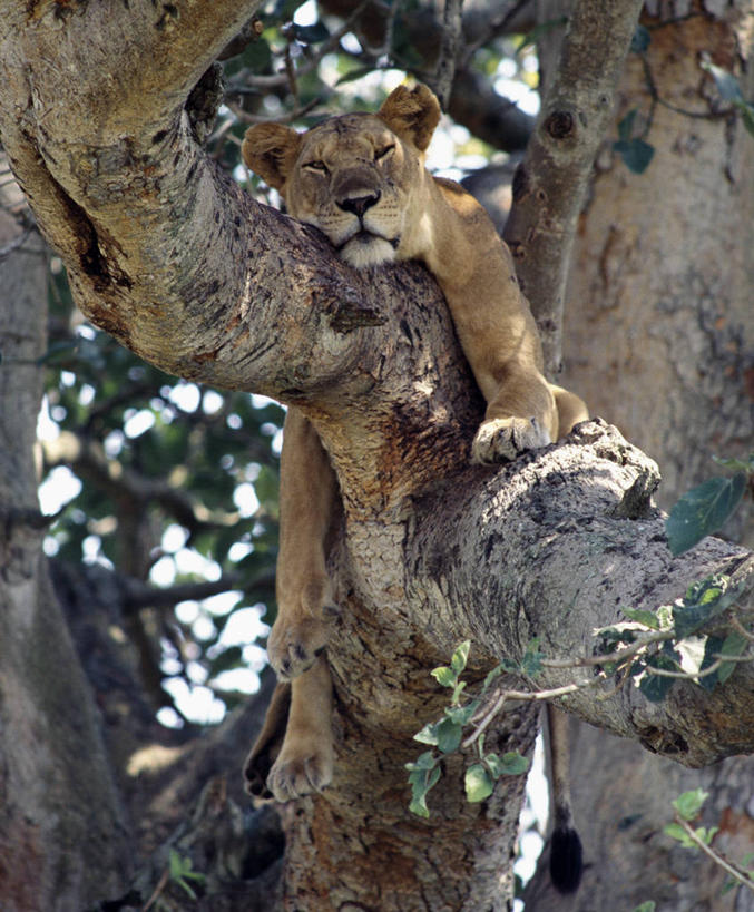 无人,竖图,室外,骄傲,哺乳动物,野生动物,狮子,非洲,乌干达,雌狮,捕食,动物,休息,放松,摄影,栖息,猫科动物,鲁文佐里山国家公园,睡觉,彩图