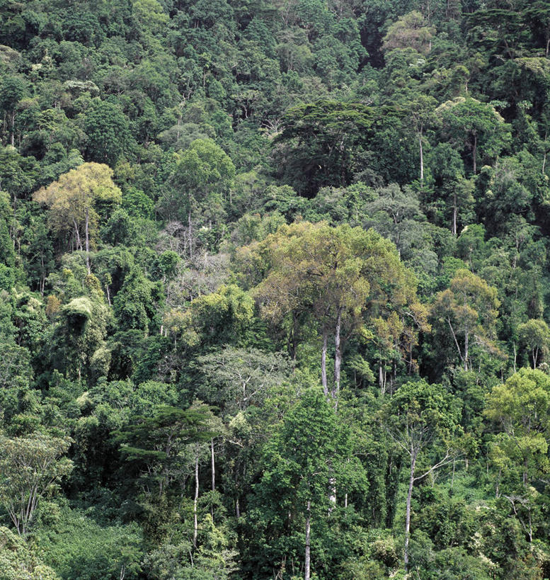 无人,农场,竖图,室外,农业,梯田,农作物,山,山脉,香蕉,非洲,乌干达,地形,田地,转,摄影,彩图