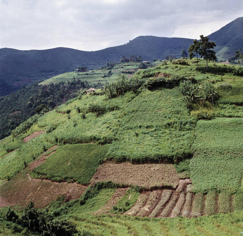 无人,农场,横图,室外,农业,梯田,农作物,山,山脉,非洲,乌干达,地形,田地,转,摄影,红土,彩图