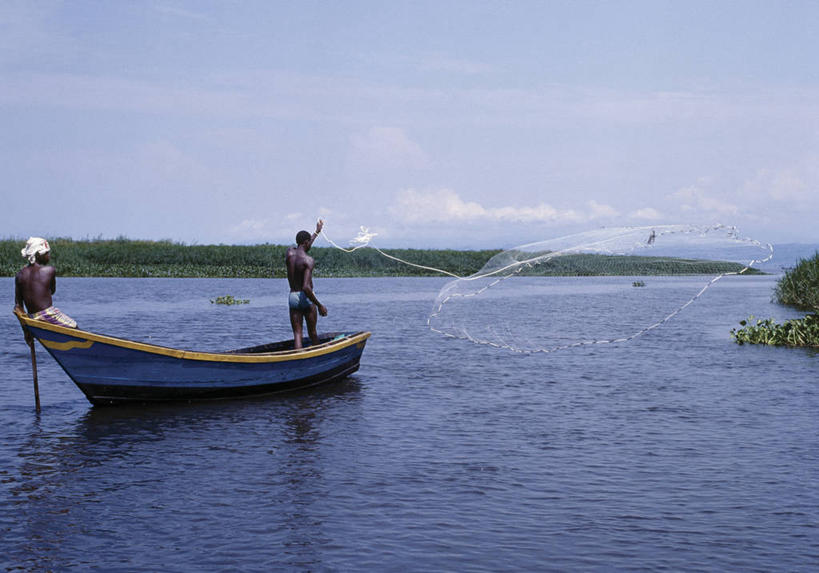 成年人,渔夫,横图,室外,湖,船,非洲,乌干达,渔船,鱼类,摄影,渔网,接,男人,扔,彩图,钓鱼