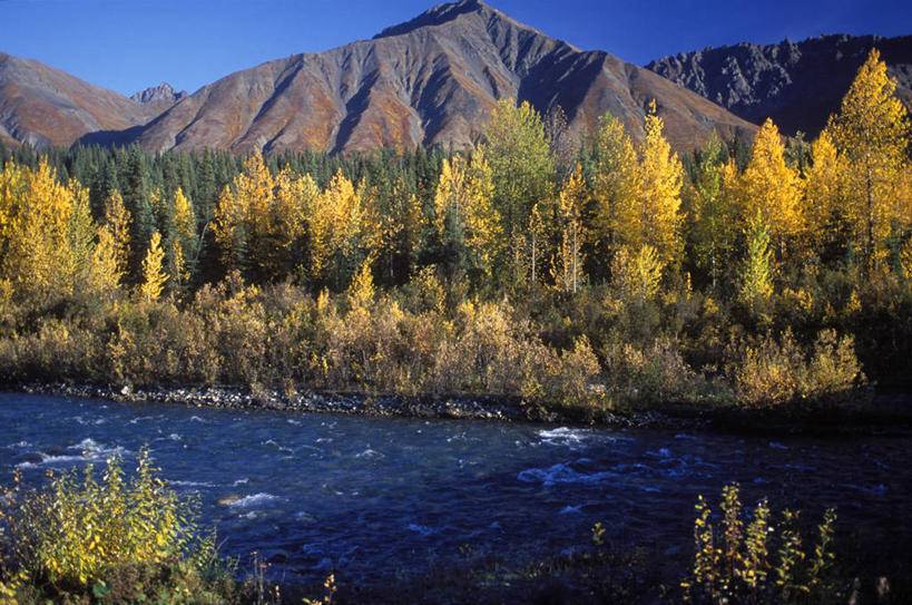 无人,横图,室外,森林,山,山脉,雪山,美国,树,黄色,颜色,摄影,秋天,彩图
