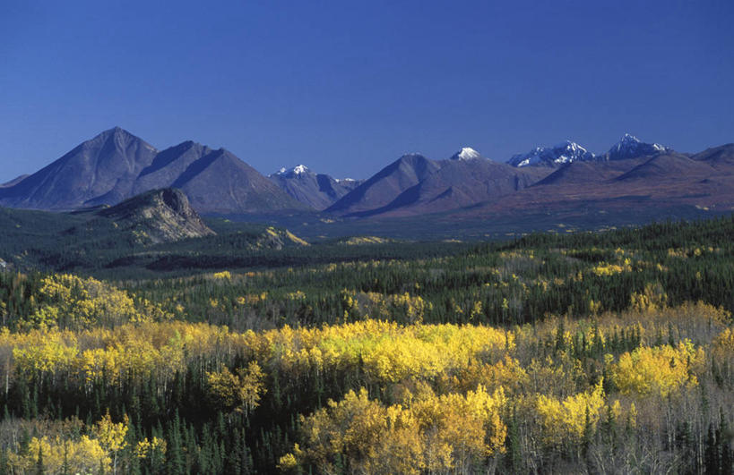 无人,横图,室外,森林,山,山脉,雪山,美国,树,黄色,颜色,摄影,秋天,彩图