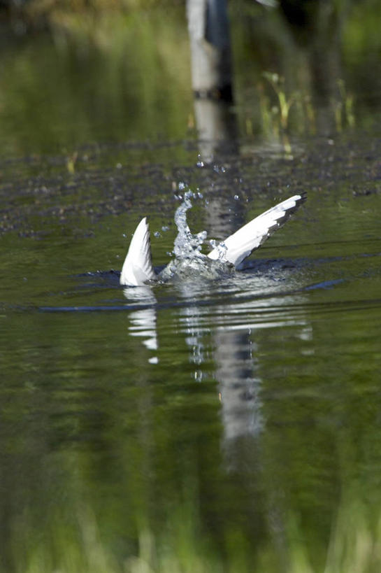 无人,竖图,室外,湖,水,海鸥,野生动物,美国,反射,鸟类,鸟巢,草,动物,摄影,北美,喙,彩图,动物行为,阿拉斯加山脉,博氏鸥