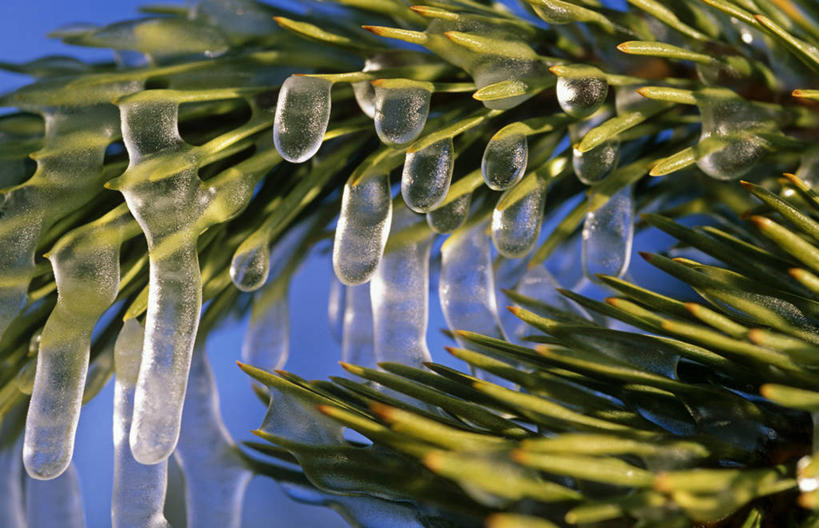 无人,横图,室外,探险,雪,松树,美国,冰,地形,水滴,冬天,冰柱,树,风景,寒冷,摄影,保护,北美,北美洲,国家公园,美洲,黄石公园,常绿树,北亚美利加洲,亚美利加洲,爱达荷,松木,美国人,彩图,美利坚合众国