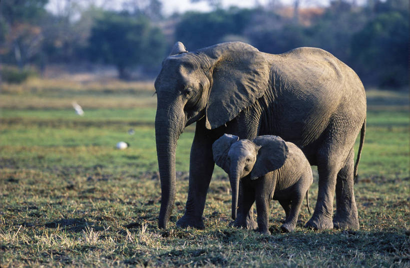 无人,横图,室外,哺乳动物,野生动物,非洲,赞比亚,长牙,非洲象,动物,摄影,观看,灌木,国家公园,母牛,象,彩图,南卢安瓜国家公园