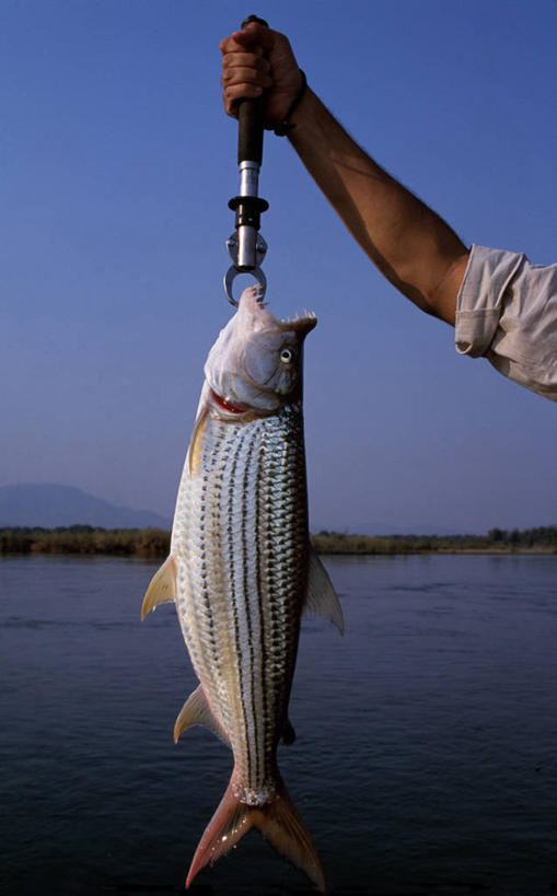 儿童,一个人,竖图,彩色,纯洁,河流,纺织品,非洲,赞比亚,仅一个男性,仅一个人,小贩,小孩,仅一个小孩,可爱,童年,童趣,摄影,五颜六色,色彩斑斓,创造力,出示,手艺,五彩缤纷,贩卖,童真,烂漫,无邪,非洲文化,五彩斑斓,卢安瓜河,式样,五光十色,天真,男孩,男人,男性,孩子,商人,彩图,男生,传统文化