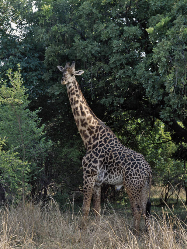无人,竖图,室外,骄傲,哺乳动物,长颈鹿,野生动物,非洲,赞比亚,树荫,动物,平衡,摄影,考古学,国家公园,野生动物保护区,自然保护区,彩图,南卢安瓜国家公园