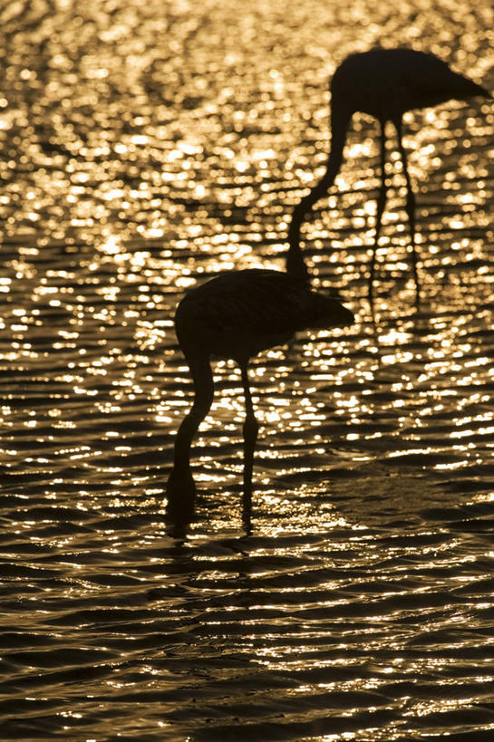 西方人,无人,竖图,室外,日落,欧洲,非洲,纳米比亚,黑人,欧洲人,火烈鸟,鸟类,自然,黄昏,摄影,环境,剪影,喂养,潟湖,沃尔维斯湾,非洲人,彩图