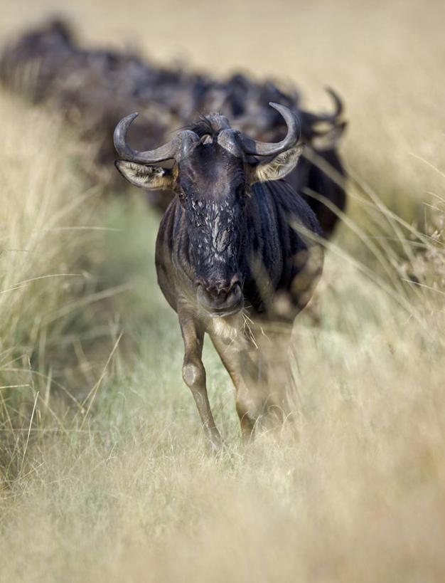 无人,横图,室外,哺乳动物,野生动物,非洲,肯尼亚,动物,摄影,食草动物,迁徙,非洲大羚,野生动物保护区,自然保护区,蓝牛羚,彩图,马赛马拉国家保护区