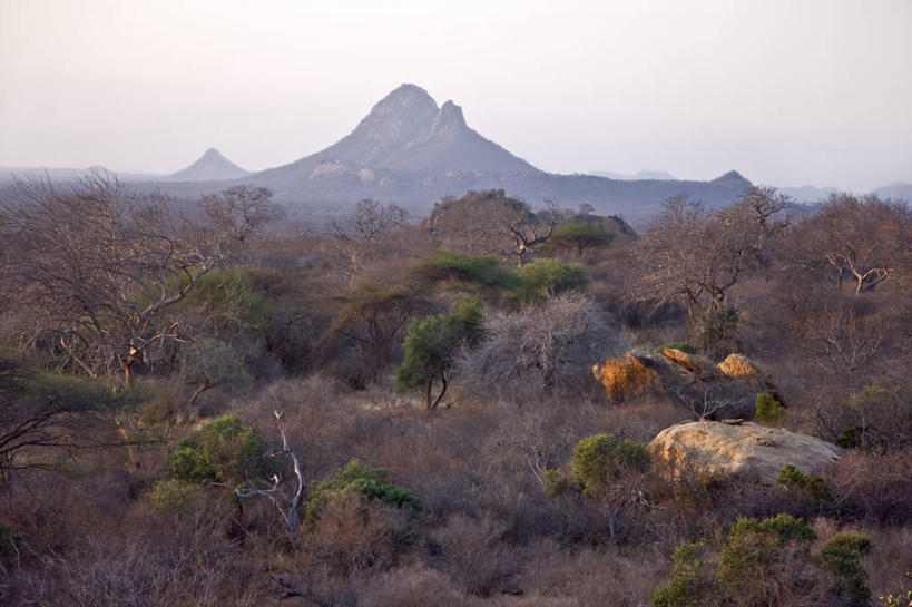 无人,横图,室外,野生动物,非洲,肯尼亚,羚羊,动物,摄影,灌木,国家公园,彩图