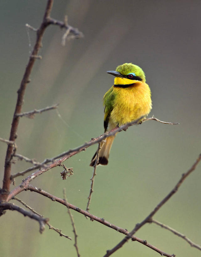 无人,竖图,彩色,室外,野生动物,非洲,坦桑尼亚,鸟类,枝,树,黄色,摄影,栖息,五颜六色,明亮,色彩斑斓,国家公园,五彩缤纷,五彩斑斓,食蜂鸟,五光十色,彩图