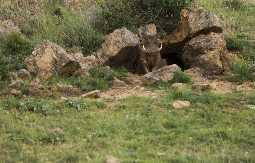 无人,横图,哺乳动物,野生动物,疣猪,非洲,肯尼亚,自然,动物,摄影,考古学,彩图