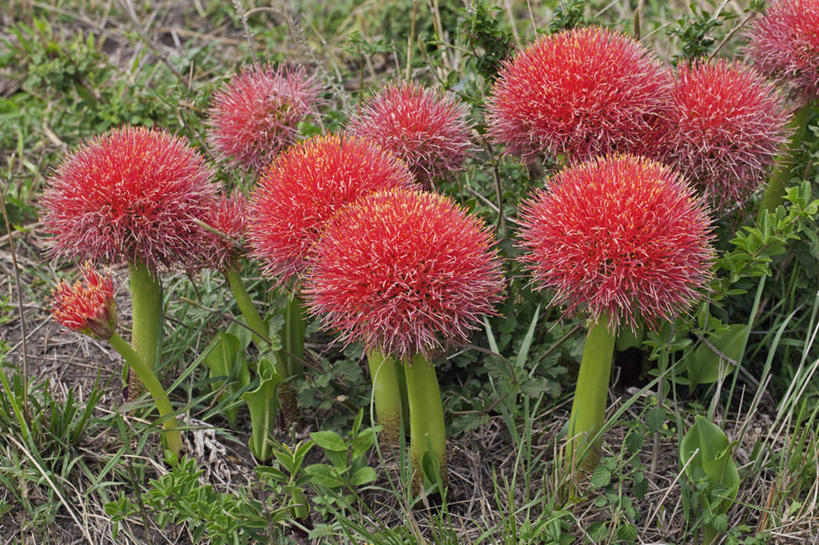 无人,横图,野生动物,象牙,非洲,肯尼亚,长牙,非洲象,动物,摄影,东非,象,彩图,马赛马拉国家保护区