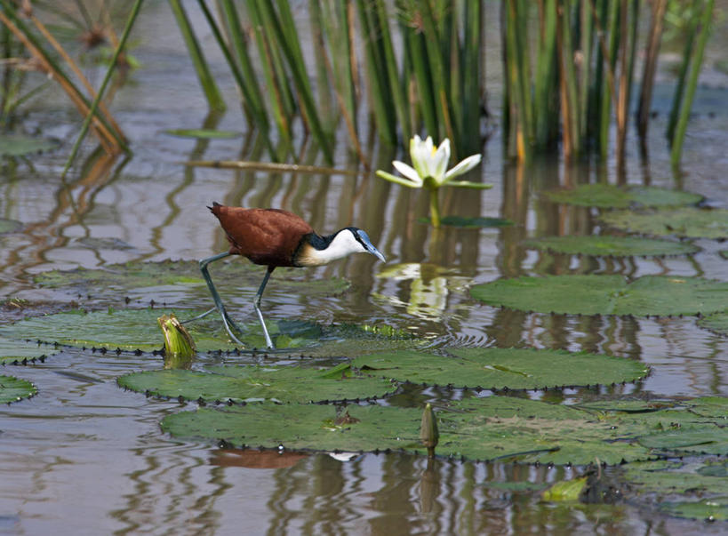 无人,横图,睡莲,野生动物,非洲,肯尼亚,许多,鸟类,鸭子,很多,摄影,水禽,东非,彩图,白睡莲,尼扬扎省