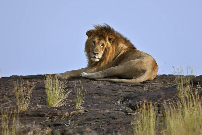 无人,横图,野生动物,非洲,肯尼亚,动物,摄影,白犀牛,犀牛,彩图