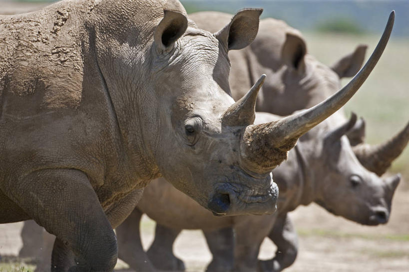 无人,横图,哺乳动物,野生动物,非洲,肯尼亚,动物,摄影,白犀牛,犀牛,彩图