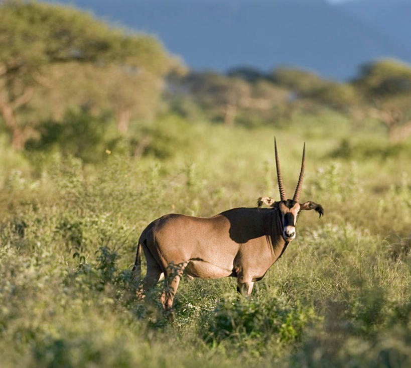 无人,横图,室外,野生动物,蝴蝶,非洲,肯尼亚,黄色,摄影,喂养,彩图