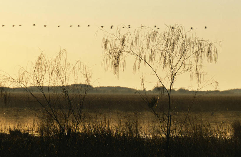 无人,横图,日出,非洲,赞比亚,鸟类,地形,黎明,飞,摄影,水禽,彩图