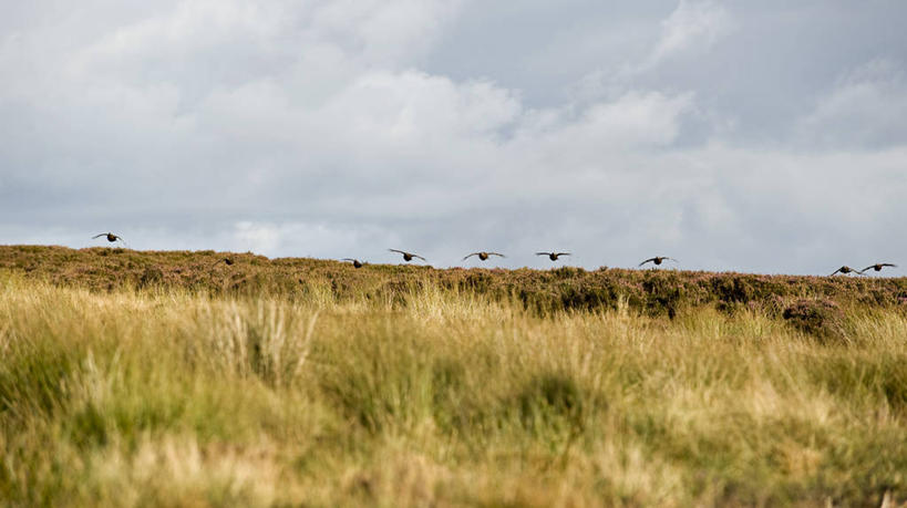 无人,横图,射击,野生动物,英国,英格兰,摄影,考古学,约克郡,红松鸡,彩图
