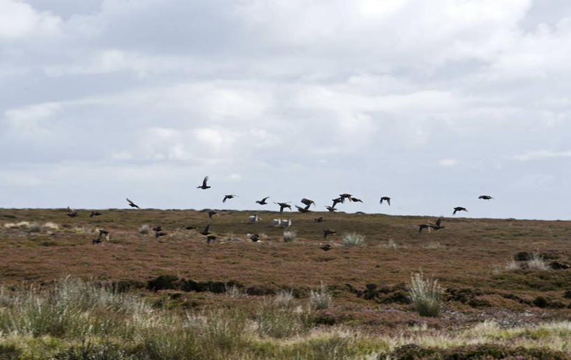 无人,横图,农业,英国,高原,英格兰,摄影,牲畜,石南花,约克郡,绵羊,彩图