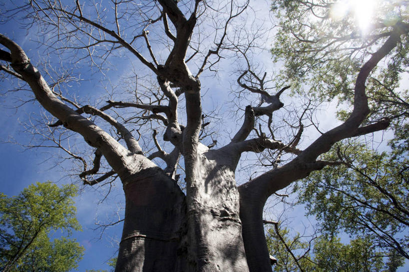 无人,横图,室外,水,野生动物,鹰,非洲,马拉维,鸟类,捕食,飞,自然,摄影,观看,非洲鱼鹰,马拉维湖,彩图,钓鱼,旅行