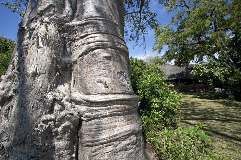 无人,横图,室外,水,野生动物,鹰,非洲,马拉维,鸟类,捕食,飞,自然,摄影,观看,非洲鱼鹰,马拉维湖,彩图,钓鱼,旅行