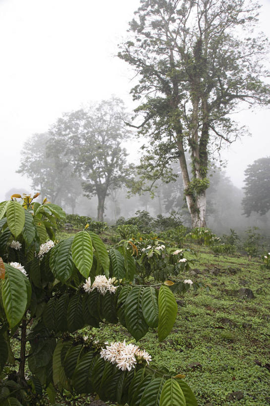 无人,竖图,室外,农业,非洲,岛,摄影,种植园,阿非利加洲,西非,圣普,普林西比,彩图