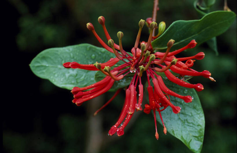 无人,横图,室外,森林,植物,叶子,智利,花,红色,南美,摄影,拉丁美洲,彩图,雨林
