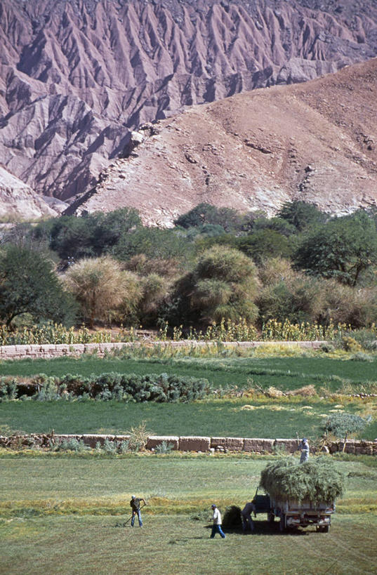 农场,竖图,室外,农业,农作物,智利,推车,干草,南美,摄影,收获,拉丁美洲,彩图